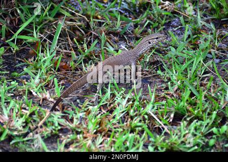 Asiatischer Wasserwächter, Bindenwaran, Varan malais, Varanus Salvator Salvator, szalagos varánusz, Srí Lanka, Asien Stockfoto