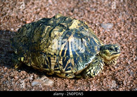 Indische Sternschildkröte, Indische Sternschildkröte, Tortue étoilée d'Inde, Geochelone elegans, indiai csillagteknős, Srí Lanka, Asien Stockfoto