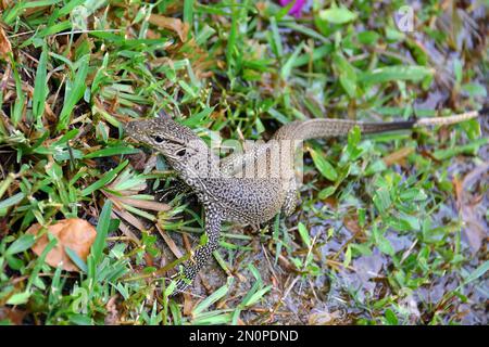 Asiatischer Wasserwächter, Bindenwaran, Varan malais, Varanus Salvator Salvator, szalagos varánusz, Srí Lanka, Asien Stockfoto