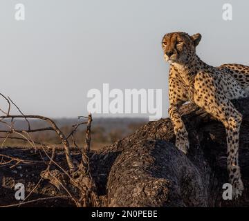 Ein männlicher Gepard, Acinonyx jubatus, liegt auf einem umgestürzten Baum. Stockfoto