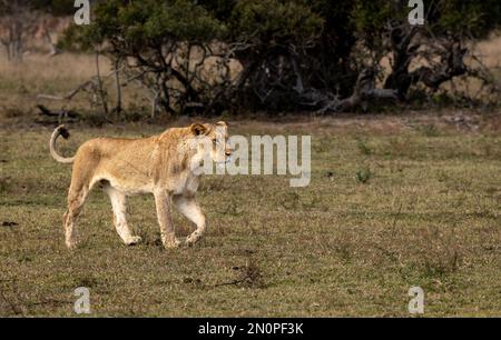 Eine Löwin, Panthera leo, die über Gras läuft. Stockfoto