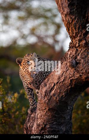 Ein Leopard, Panthera Pardus, klettert auf einen Baum und sieht hoch. Stockfoto