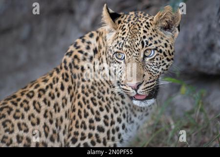 Ein junger männlicher Leopard, Panthera Pardus, dreht sich um und starrt hinter ihm her. Stockfoto