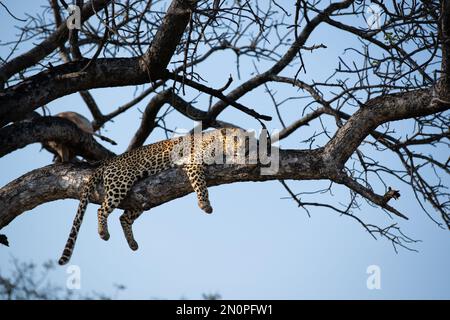 Ein weiblicher Leopard, Panthera Pardus, liegt auf einem Ast in einem Baum, der ruht. Stockfoto