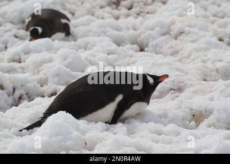Gentoo-Pinguine auf Cuverville Island - Antarktis Stockfoto