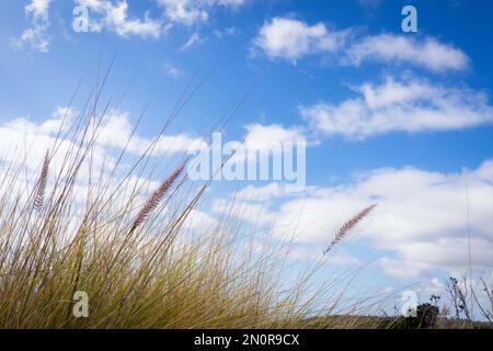 Weizenanbau am Valido Trail, CA Stockfoto