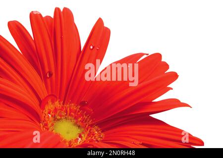 Rote Gerbera-Gänseblümchen in voller Blüte, blühende Kopfblüten perspektivische Ansicht, große, detaillierte, isolierte horizontale Makroaufnahme, Tau-Tropfen-Details Stockfoto