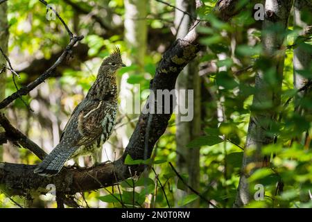 Wilde Rüffelhuhn, hoch oben auf einem Ast im Wald Stockfoto