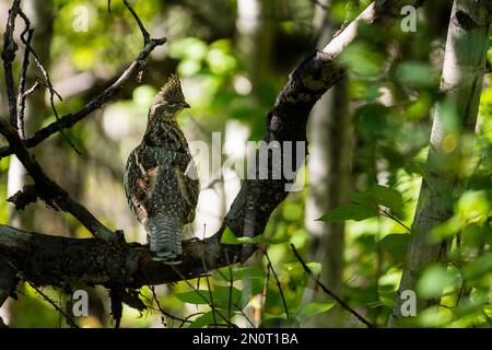 Rüschelhuhn, hoch oben auf einem Ast im Wald Stockfoto