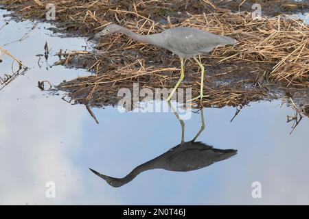 Kleine Blaureiher-Jagd im Brazos Band State Park, Texas Stockfoto