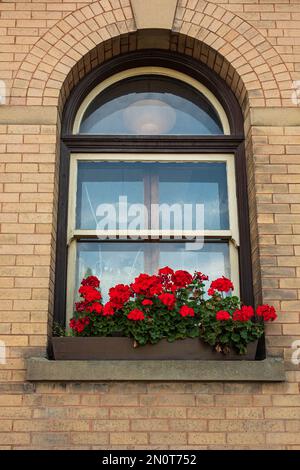 Backsteinwand mit Bogenfenstern, Blumentöpfe. Altes verziertes Fenster mit Blumen. Niemand, Straßenfoto Stockfoto