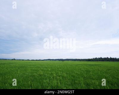 Blick auf Reisfelder mit grünem Reis mit Tau und Bergen an einem sonnigen Nachmittag in Indoensia Stockfoto