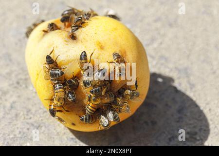 Bienen auf Birne. Insekten essen Obst Stockfoto