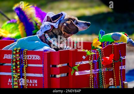 Ein Dachshund fährt in einem Karnevalswagen während der Parade „Mystic Krewe of Salty Paws Mardi Gras“ am 4. Februar 2023 auf Dauphin Island, Alabama. Stockfoto