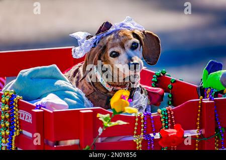 Ein Dachshund fährt in einem Karnevalswagen während der Parade „Mystic Krewe of Salty Paws Mardi Gras“ am 4. Februar 2023 auf Dauphin Island, Alabama. Stockfoto