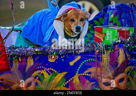 Ein in Kostümen gekleideter Hund reitet auf der Parade „Mystic Krewe of Salty Paws Mardi Gras“ am 4. Februar 2023 in Dauphin Island, Alabama. Stockfoto