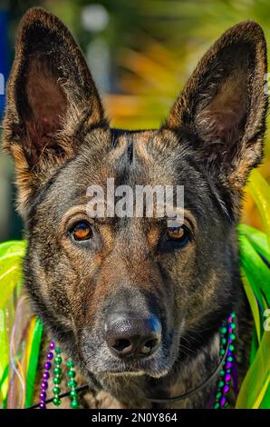 Ein belgischer Malinois in Kostümen fährt auf der Parade „Mystic Krewe of Salty Paws Mardi Gras“ am 4. Februar 2023 auf Dauphin Island, Alabama. Stockfoto