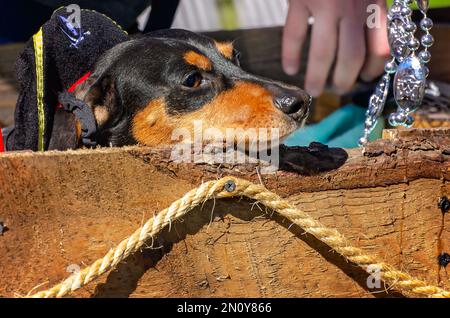 Ein Dachshund fährt in einem Karnevalswagen während der Parade „Mystic Krewe of Salty Paws Mardi Gras“ am 4. Februar 2023 auf Dauphin Island, Alabama. Das Thema o Stockfoto