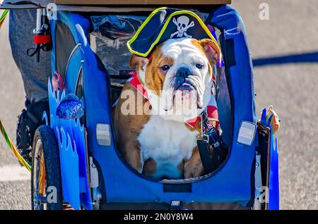 Eine als Pirat verkleidete englische Bulldogge fährt während der Parade des Mystic Krewe of Salty Paws Mardi Gras auf Dauphin Island, Alabama, in einem Kinderwagen. Stockfoto