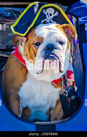 Eine als Pirat verkleidete englische Bulldogge fährt während der Parade des Mystic Krewe of Salty Paws Mardi Gras auf Dauphin Island, Alabama, in einem Kinderwagen. Stockfoto