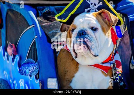 Eine als Pirat verkleidete englische Bulldogge fährt während der Parade des Mystic Krewe of Salty Paws Mardi Gras auf Dauphin Island, Alabama, in einem Kinderwagen. Stockfoto