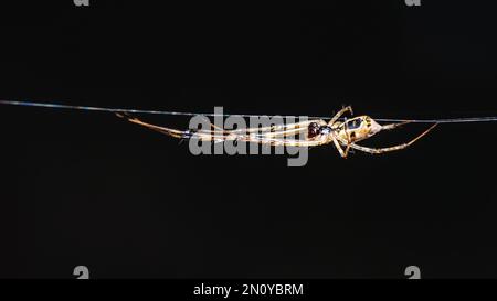 Nahaufnahme einer Spinne im Netz im Wald mit verschwommenem Naturhintergrund, Makrofoto, selektivem Fokus. Stockfoto