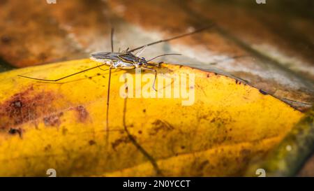 Gewöhnlicher Wasserläufer auf dem Wasser, Gerris lacustris oder gewöhnlicher Wasserläufer. Stockfoto