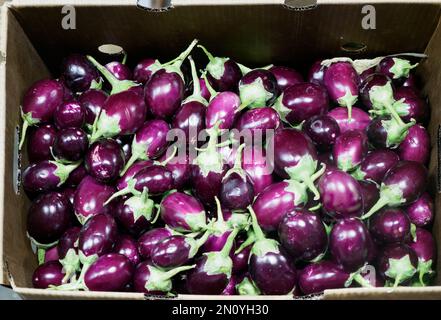 Frische Aubergine für eine vegetarische Ernährung gesunde, lila Bio Mini Aubergine Stockfoto