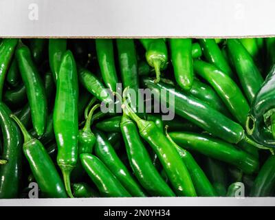 Packung mit vielen Paprika, Jalapeno würziges Grün gesund Stockfoto