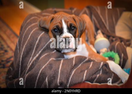 Boxerwelpen sind die süßesten Stockfoto