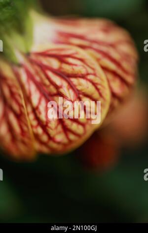 Nahaufnahme einer einzelnen Blume auf einer Pflanze mit dem Spitznamen Chinese Lantern Plant Stockfoto