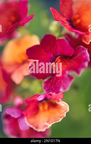 Kalideaskop der Natur, die besten Rot-, Orange-, Grün- und Gelbtöne, alles an einem Ort im Garten mit diesen Blumen Stockfoto
