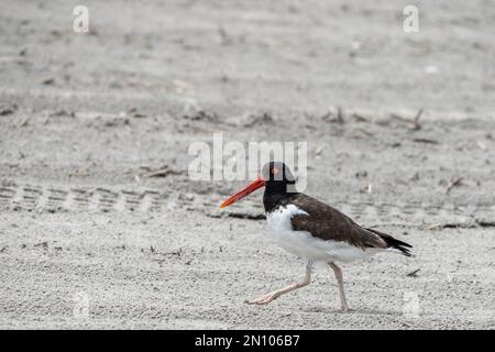 American Oystercatcher (Haematopus) am Strand in Stone Harbor, New Jersey Stockfoto