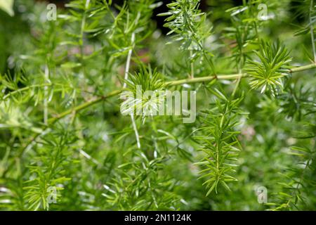 Rosmarin-Plantage in einem Garten in Rio de Janeiro. Stockfoto