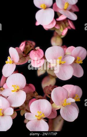 Nahaufnahme von oxalis-Blüten, gemeinhin als Holzsorrel oder falsche Shamrock-Pflanze bezeichnet, kleebartigen Blättern und weißer blühender Pflanze isoliert Stockfoto