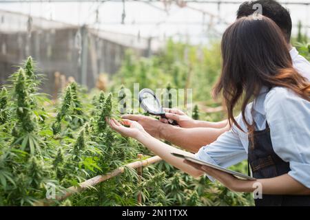 Marihuana-Forschung, Wissenschaftlerin in einem Hanffeld, das Pflanzen und Blumen untersucht, Konzept der alternativen Kräutermedizin Stockfoto