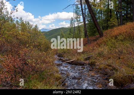 Im Wald fließt schnell ein kleiner Bergbach hinunter Stockfoto