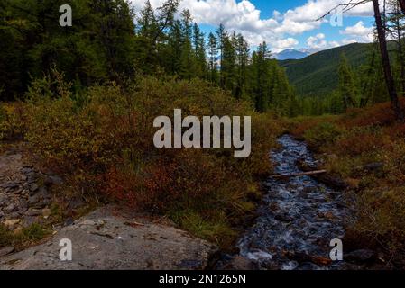 Ein kleiner Bergbach fließt schnell im Wald vor dem Hintergrund grüner Berge und Wolken zwischen Steinen hinunter Stockfoto