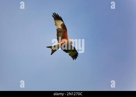 Roter Drachen (Milvus Milvus) im Flug, Futtersuche Stockfoto