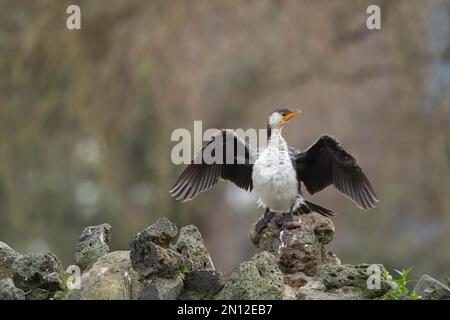 Der kleine Rattenkormorant (Microcarbo melanoleucos) trocknet seine Flügel, während er auf einer Steinmauer sitzt, Melbourne, Victoria, Australien, Ozeanien Stockfoto