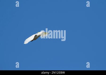 Kakadu (Cacatua galerita), erwachsener Vogelflug, Kennett River, Victoria, Australien, Ozeanien Stockfoto