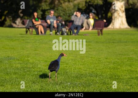 Ausgewachsener Vogel aus Australasischem Sumpf (Porphyrio melanotus) in einem Park, Melbourne, Victoria, Australien, Ozeanien Stockfoto