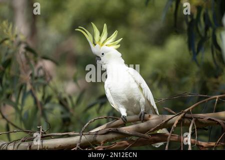 Schwefel-Haubenkakatoo (Cacatua galerita) adulter Vogel in einem Baum, Kennet River, Victoria, Australien, Ozeanien Stockfoto