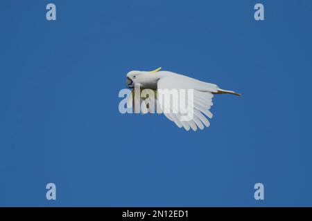 Kakadu (Cacatua galerita), erwachsener Vogelflug, Kennett River, Victoria, Australien, Ozeanien Stockfoto