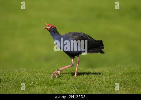 Australasischer Sumpf (Porphyrio melanotus), Vogelfütterung in einem Park, Melbourne, Victoria, Australien, Ozeanien Stockfoto