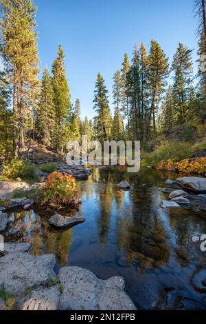 Herbstwald mit Fluss, McCloud River, Siskiyou County, Kalifornien, USA, Nordamerika Stockfoto