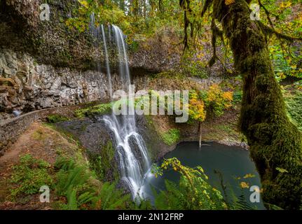 Wasserfall, Middle North Falls, dichte Herbstvegetation, Silver Falls State Park, Oregon, USA, Nordamerika Stockfoto