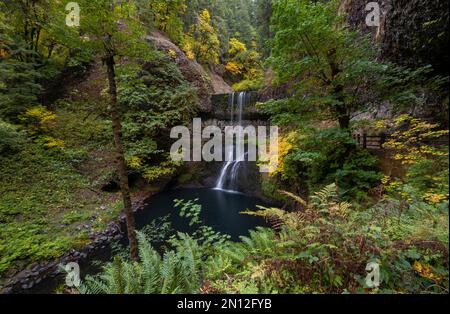 Wasserfall, Middle North Falls, dichte Herbstvegetation, Silver Falls State Park, Oregon, USA, Nordamerika Stockfoto