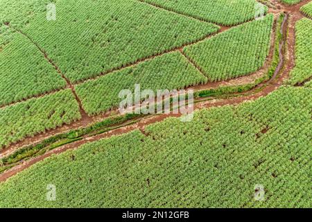 Luftaufnahme, Zuckerrohrfelder in der Nähe von Grand Port, ile Chat, Mauritius, Afrika Stockfoto