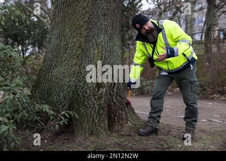 25. Januar 2023, Hessen, Frankfurt/Main: Baumprüfer Björn Winter prüft den Zustand eines Baumes mit einem Hammer. Die Grünlandbüros der Gemeinden führen regelmäßig Baumbesichtigungen in öffentlichen Grünflächen durch. Der Bruch des grünen Astes, das plötzliche Abreißen einzelner, vollständig belaubter Äste, kann selbst bei regelmäßigen Baumprüfungen nicht vorhergesagt werden. In Frankfurt ist das Grünflächenbüro für fast 190.000 Bäume entlang der Straßen, in Parks und auf Spielplätzen verantwortlich. Durch den Klimawandel sind die Anstrengungen für eine umweltfreundliche Pflege in den Städten erheblich gestiegen. (Zu dpa 'in Stockfoto